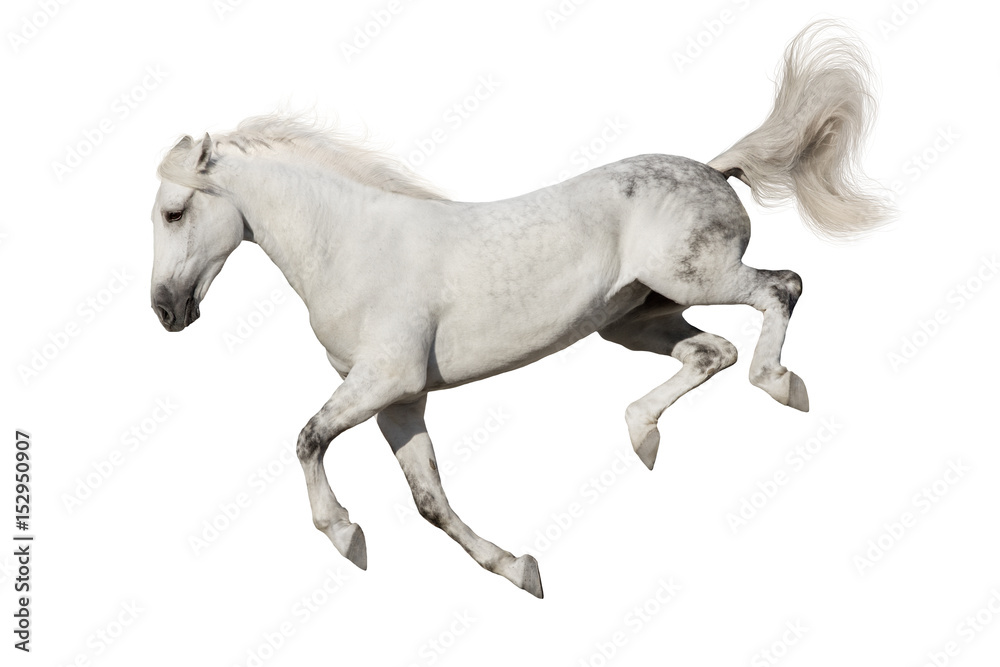 Obraz Biały koń skacze zabawę odizolowywającą na białym tle