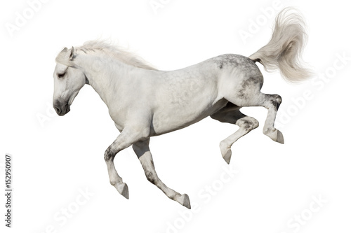 White horse jump  fun isolated on white background