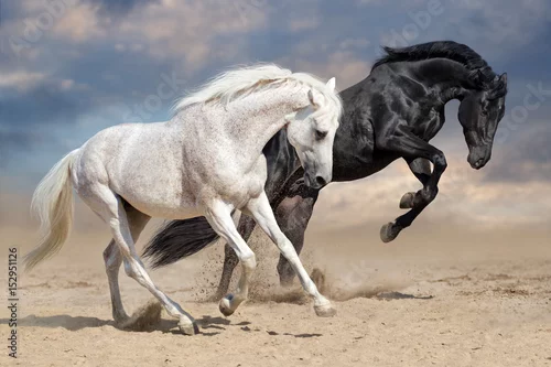 Obraz Czarno-białe konie biegną w pustynnym pyle