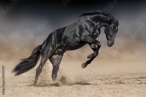 Black horse stallion play and jump in desert dust against dramatic dark background