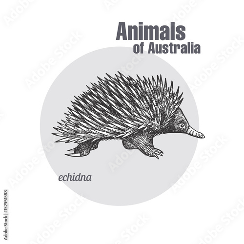 Quadro em tela Animals of Australia. Echidna.