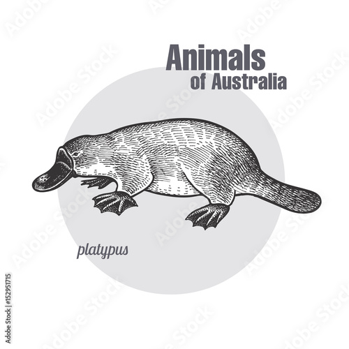 Animals of Australia. Platypus or duckbill.
