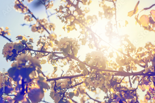 Flowering of bird cherry tree  outdoor  natural light. Beautiful fresh natural soft background