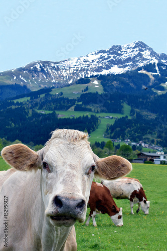 Cow on field looking at camera. Beautiful Austrian Alps on background. Vertical image.