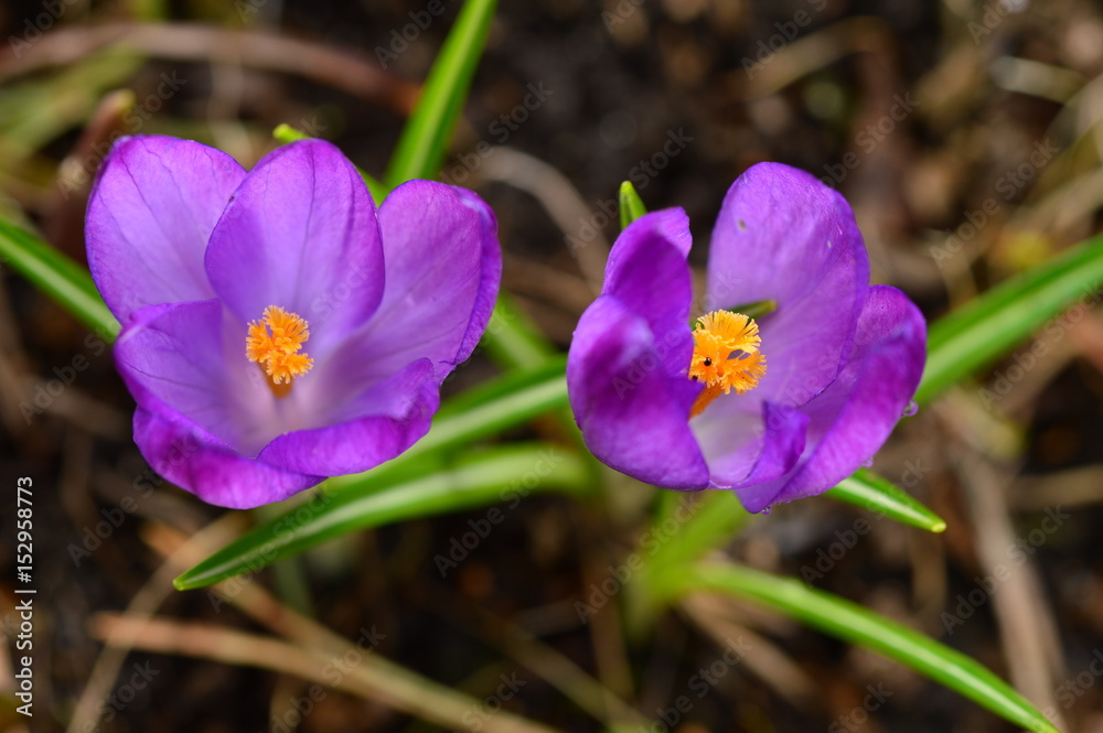 Blossoming in the morning in the light of spring sun crocus flowers Blossoming in the morning in the light of spring sun crocus flowers