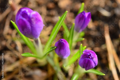 Violet flower buds of crocus flowers in the morning spring cool dew