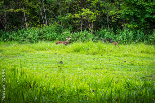 Deer is eating grass © dumfotolia