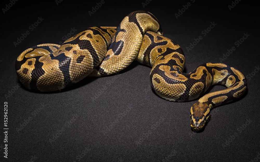Obraz premium Photo of brown pet snake