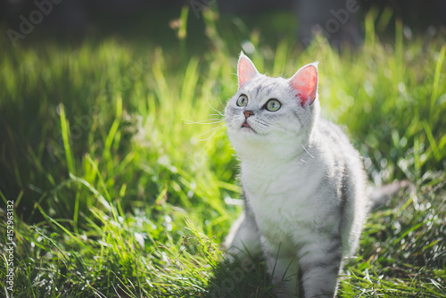 American Short Hair cat playing on green grass