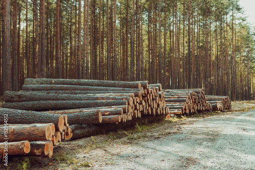 Trees chopped and stacked in forest