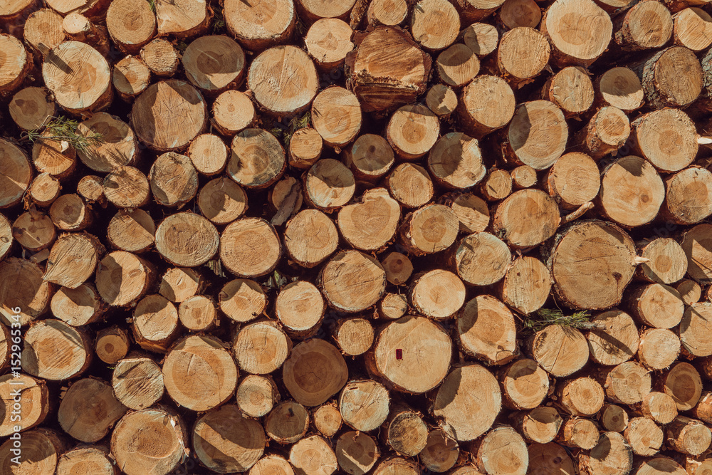 A pile of cut wood stump log texture A pile of cut wood stump log texture