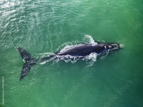 Top view of Southern Right Whales in Hermanus, Cape Town South Africa