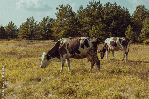 Dirty cow eating grass