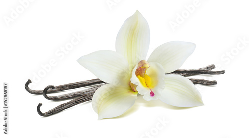 White vanilla flower pod isolated
