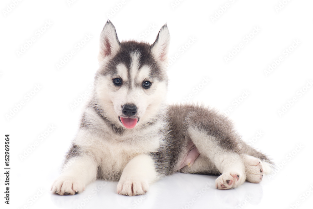 siberian husky puppy sitting on white background
