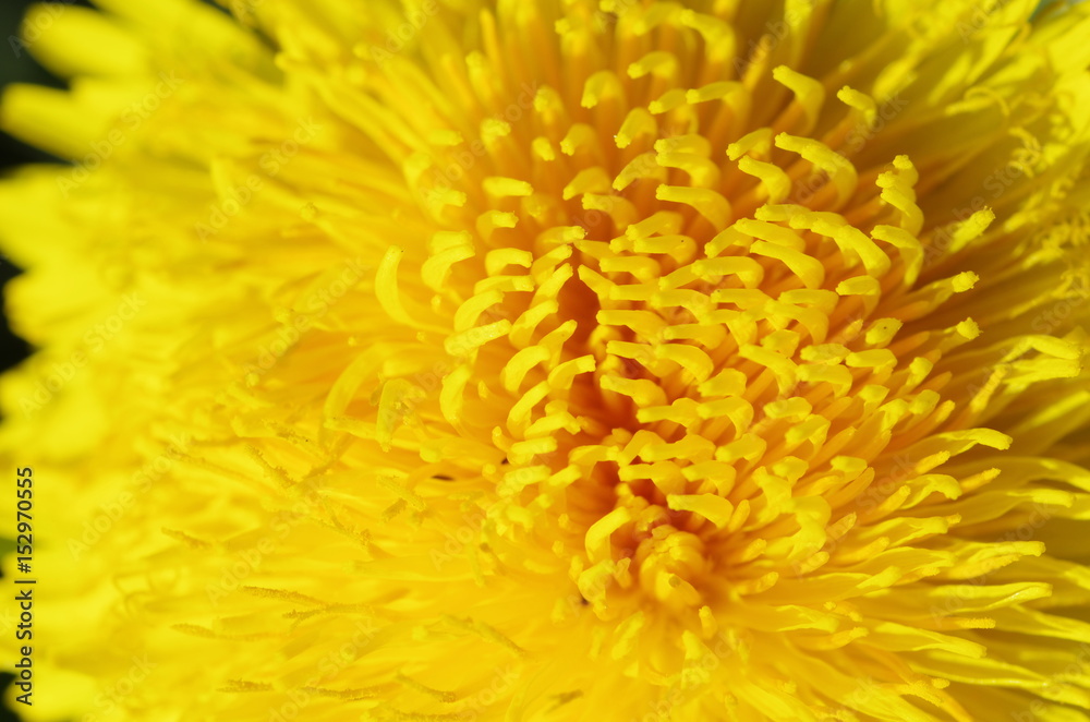 dandelion dandelion