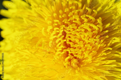 dandelion