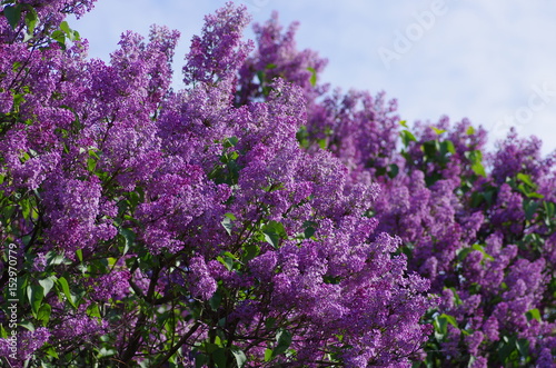 lilac