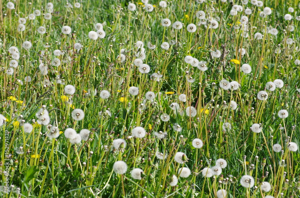 dandelion dandelion