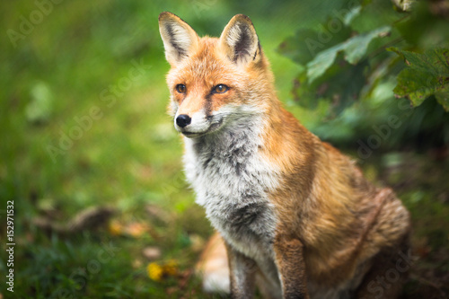 Red Fox (Vulpes vulpes) © lightpoet