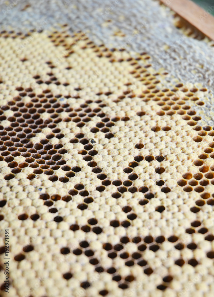 Close up on Baby Honey Bees in honey comb