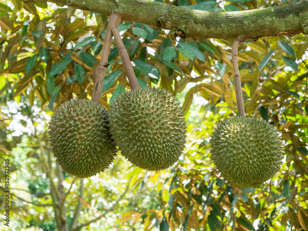 Fresh durian on tree in the garden Fresh durian on tree in the garden