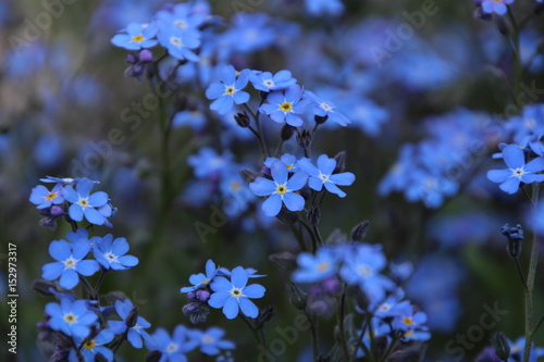 Forget-me-not