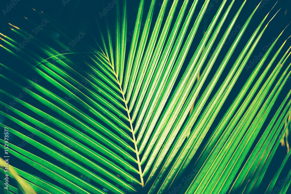 Obraz premium Exotic palm leaf, closeup