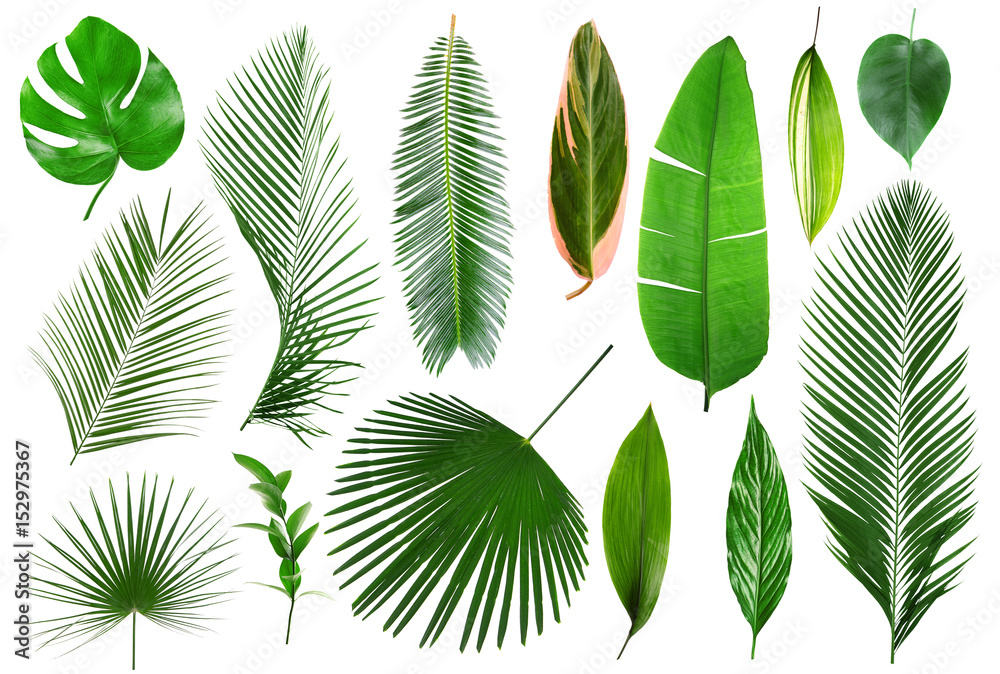 Different tropical leaves on white background - obrazy, fototapety, plakaty 