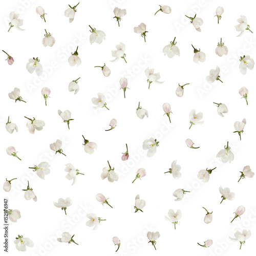 Apple flowers floral pattern isolated on white background. © aleks-p