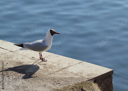 Seagulll photo