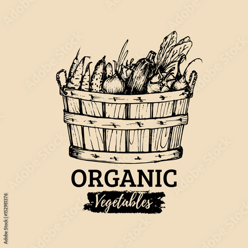 Vector organic vegetables logo. Farm eco products illustration. Hand sketched basket with greens. Rural harvest poster.