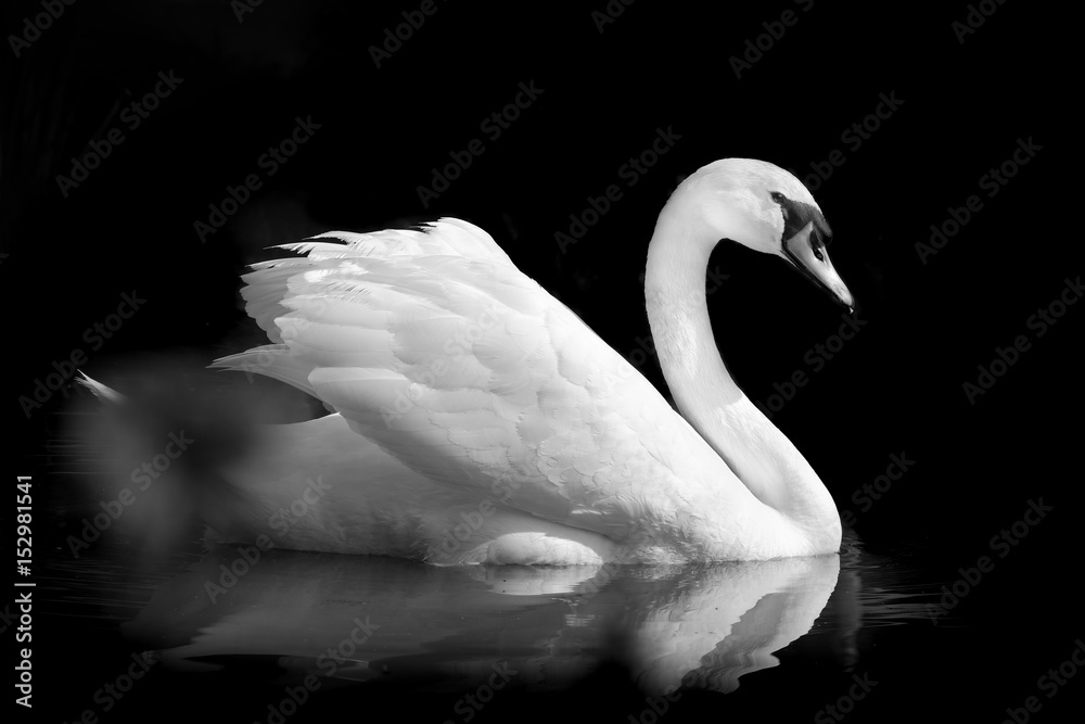 Obraz premium czarno-biały ptak łabędź pióro wdzięczny elegancki romantyczny miłość zwierzę