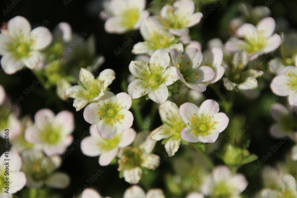 white-yellow efflorescence