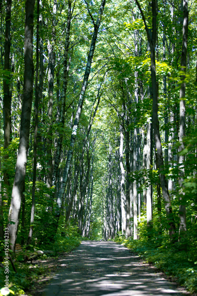 Road in a green spring forest