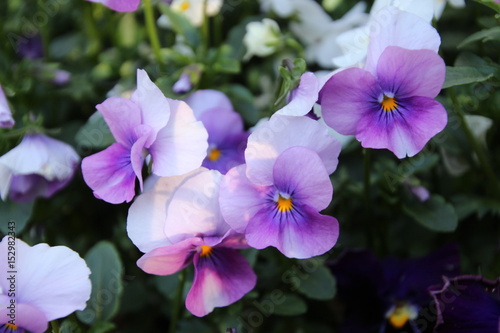 beautiful pansies