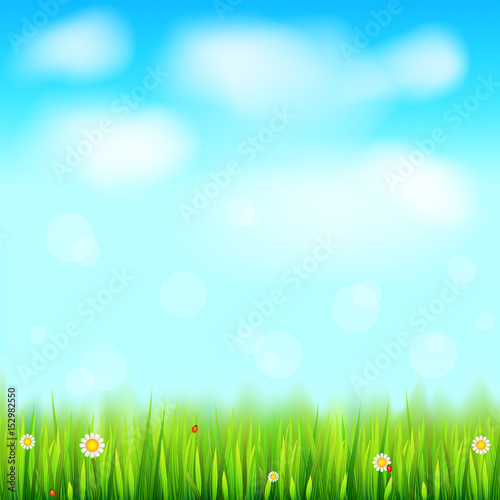Summer landscape background, green, natural grass border with white daisies, camomile flower and small red ladybug. Blue sky, white clouds in the summer sky. Template for your design or creativity.