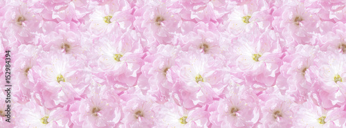  pink sakura plum flowers