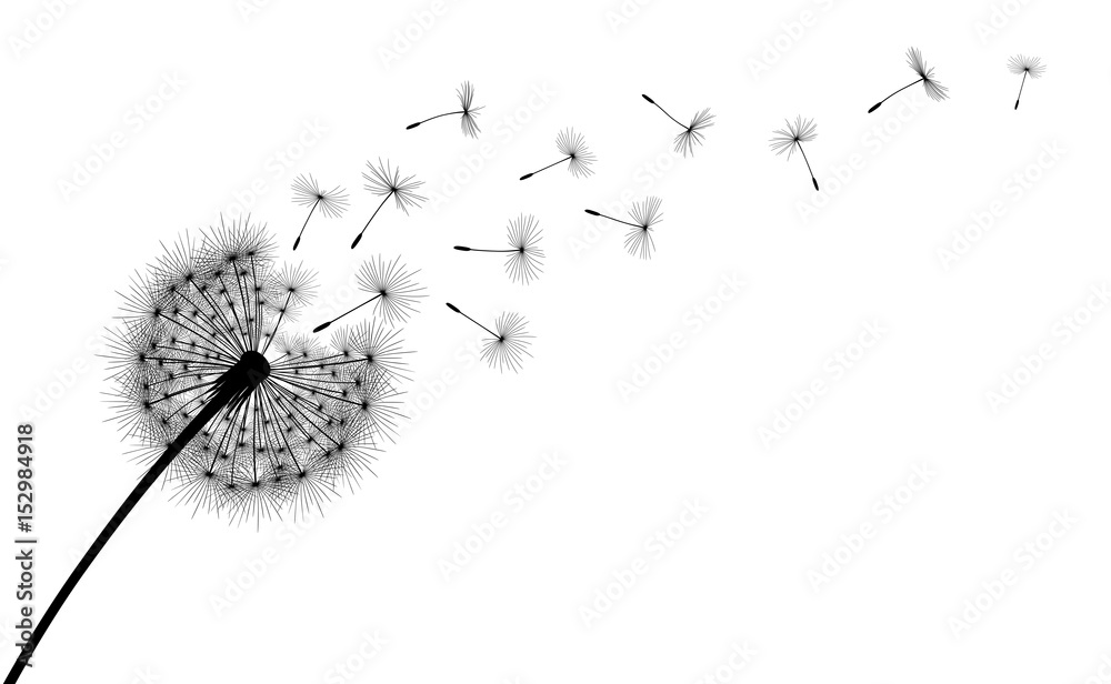 Fototapeta premium Abstrakcyjne tło z sylwetka kwiat mniszka lekarskiego i nasion, ilustracji wektorowych.