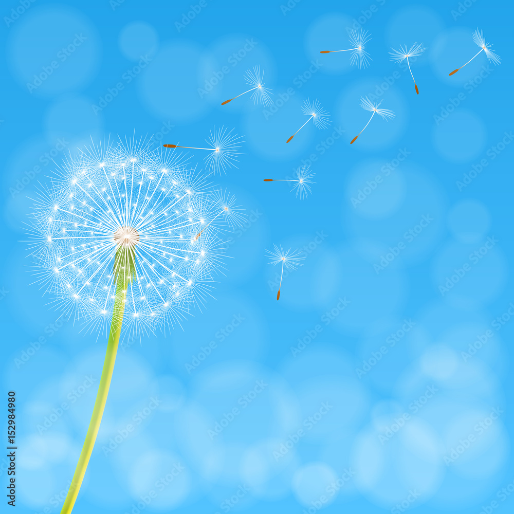 Obraz premium Abstract spring background with dandelion flower and seeds, vector illustration.