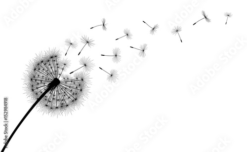 Abstract background with silhouette dandelion flower and seeds  vector illustration.