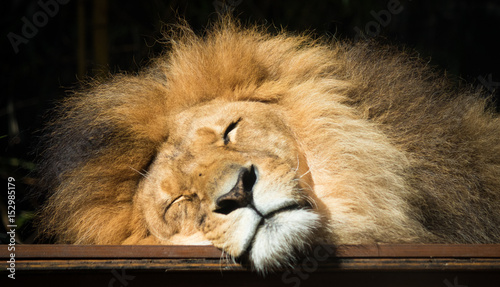 Close up sleeping lion