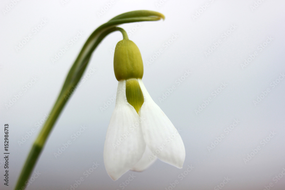 Obraz premium Snowdrops in the spring 