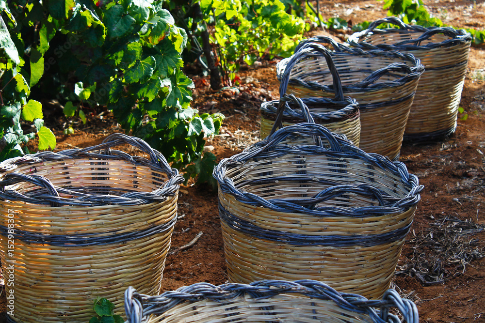 Foto Stock Raccolta uva in cesti di vimini Adobe Stock