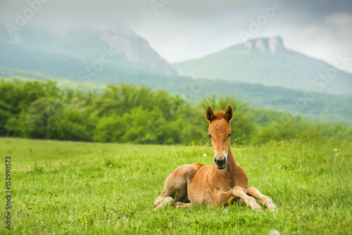 A small foal horse on a green glade in the mountains. Beautiful landscape.   © Ann Stryzhekin