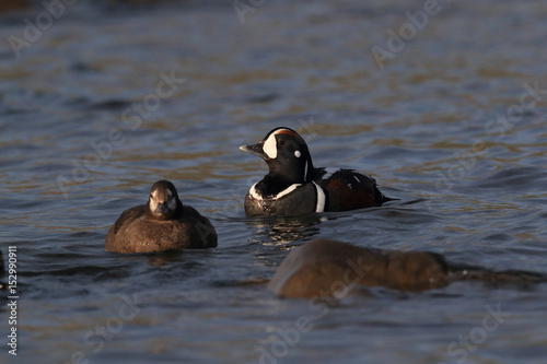 Harlequin Duck (Histrionicus histrionicus) Iceland photo