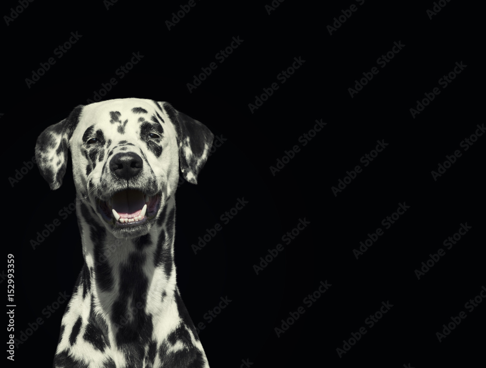 Portrait of beautiful Dalmatian dog looking at camera isolated on black
