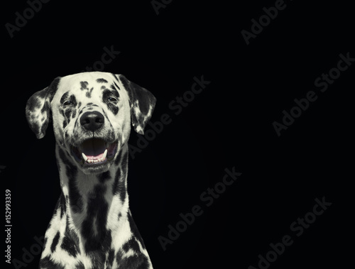 Portrait of beautiful Dalmatian dog looking at camera isolated on black