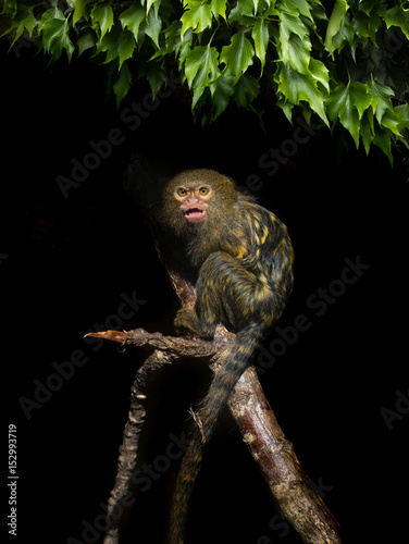 singe ouistiti pygmée petit fond végétal lierre noir