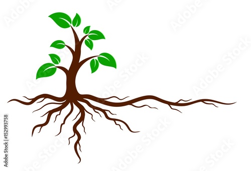 Green tree with roots.